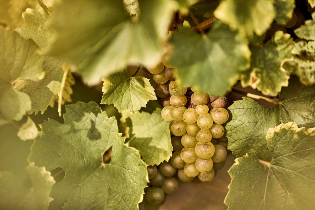 Como Le Montrachet Puligny-Montrachet Exteriör bild